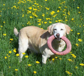Samantha playing with frisbee in the field of dandelions
